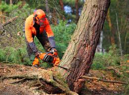 Best Tree Risk Assessment  in Bloomville, OH